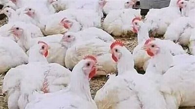 كيلو الدواجن البيضاء ب80 جنيهًا.. انخفاض جديد في الأسعار بالفيوم 
