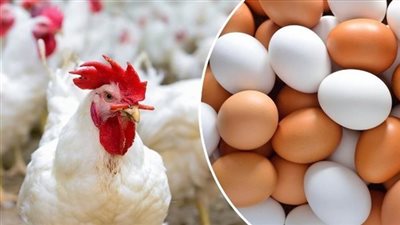 110 جنيهات للكيلو .. أسعار الفراخ اليوم الجمعة 5 يوليو 2024 