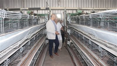 عطية: محافظة القليوبية تولي اهتمامًا كبيرًا بدعم القطاع الداجني