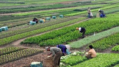 الجمعيات التعاونية.. شريان الحياة للفلاح المصري