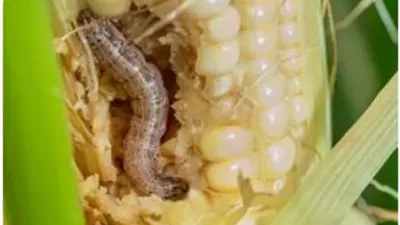 الإسكندرية: توعية المزارعين بالممارسات الزراعية الجيدة للنهوض بالذرة