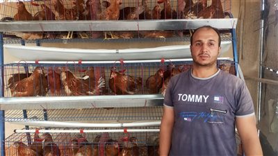 بحوث الصحراء يدعم مزارعي التجمعات بسيناء بمشروعات تربية الدجاج البياض