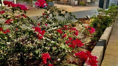 الغربية تقوم بزراعة أشجار الزينة بعدد من الميادين والشوارع الرئيسية