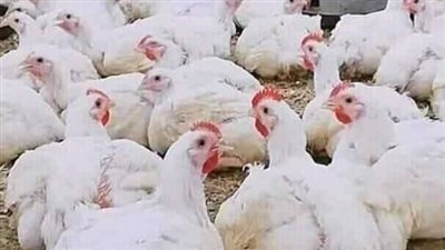 الكيلو بـ75 جنيها.. إنخفاض أسعار الدواجن البيضاء بالفيوم 