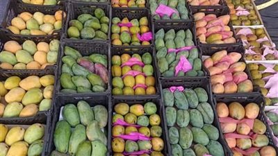 شعبة الخضراوات والفواكه توضح سبب انخفاض أسعار المانجو (فيديو)