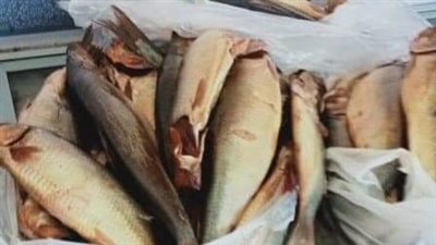 ضبط رنجة فاسدة وغير صالحة للاستهلاك الآدمي بالفيوم 