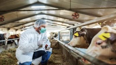 علماء: فيروس H5N1 في الأبقار يتخذ خطوة 