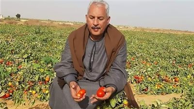 نقيب الفلاحين يحذر من  إرتفاع اسعار الطماطم الفترة المقبلة