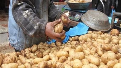ارتفاع جنوني لأسعار البطاطس في مصر.. أزمة جديدة تُثقل كاهل المواطنين