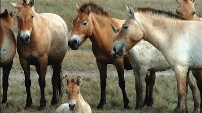 علماء يدقون ناقوس الخطر لإنقاذ الأفراس البرية من الانقراض.. فيديو
