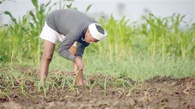 أسعار الأسمدة تحرق مكاسب الفلاحين