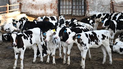 غدًا السبت.. بدء حملة تحصين الماشية فى قنا 