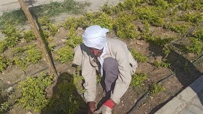 جهاز مدينة سوهاج الجديدة يتابع أعمال رفع كفاءة وصيانة الحدائق وجميع المزروعات