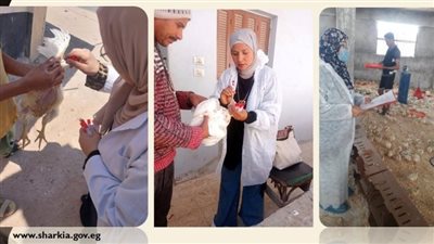 بيطري الشرقية يُحصن 258 ألف طائر ضد أنفلونزا الطيور والأمراض الوبائية 