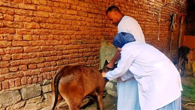  انطلاق فعاليات الحملة القومية لتحصين الماشية بأسوان 