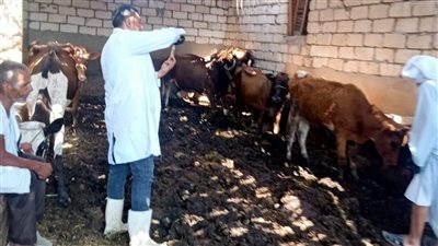 بني سويف: تحصين 130 ألف رأس ماشية ضد الحمى القلاعية 