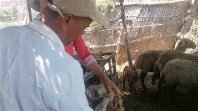 تحصين 28615 رأس ماشية ضد الحمى القلاعية والوادي المتصدع بالبحيرة