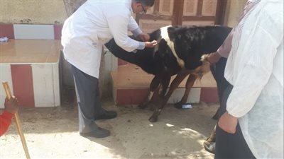   تحصين 3565 رأس ماشية في اليوم الأول للحملة القومية بالفيوم