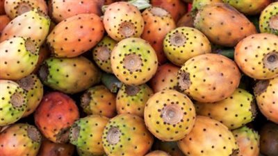 التين الشوكي .. فاكهة الصيف الضارة لهؤلاء المرضى 