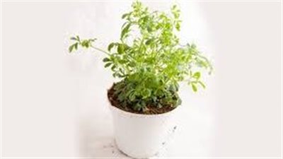 نباتات طبيعية للتخلص من الناموس داخل المنزل 