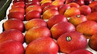 زينة الفواكه.. أنواع مانجو يصل سعر الثمرة منها لـ 3600 دولار