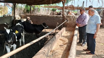 الدقهلية تحصين 16848رأس ماشية ضد الحمى القلاعية