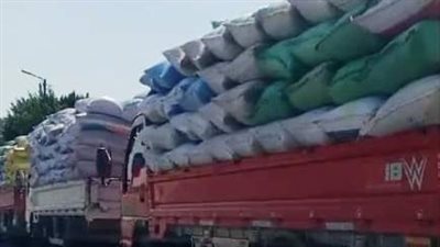 توريد 616 ألف طن قمح لصوامع وشون الشرقية 