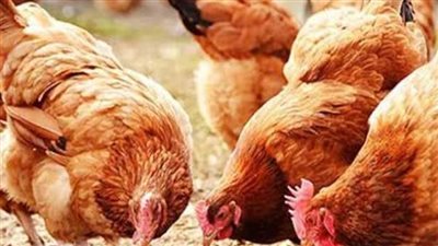 بعد انخفاضها أمس.. استقرار أسعار الفراخ اليوم الثلاثاء 