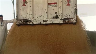 أسوان: توريد 452 ألف و 710 طن قمح بنسبة 123.4%