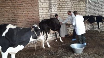 بيطرى الإسكندرية تطلق الحملة القومية الثانية لتحصين الماشية ضد مرض الحمى القلاعية 