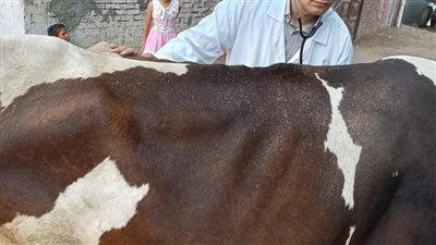 جامعة الزقازيق توجه قافلة بيطرية لقرية المحامي