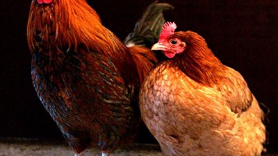  10 جنيهات|ارتفاع مفاجىء أسعار الدواجن اليوم الأربعاء 17 يوليو 2024 