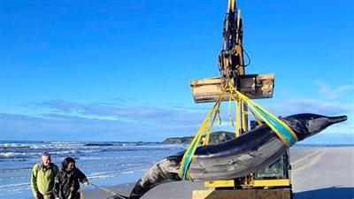 العثور على الحوت المنقاري المنقرض على شواطئ نيوزيلاندا