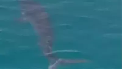 ظهور سمكة قرش على شواطئ العين السخنة بالسويس.. ما الحقيقة؟