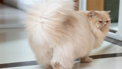 هل تحمل القطط الأليفة مفتاح مكافحة السمنة؟