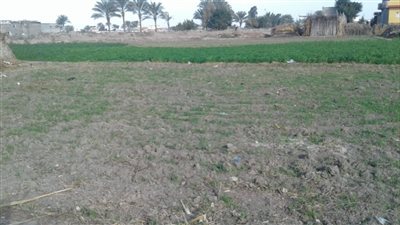 نقص مياه الري يهدد ببوار الأراضي الزراعية بأبو المطامير 