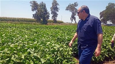 رئيس البحوث الزراعية يتفقد البرامج البحثية بكفر الشيخ