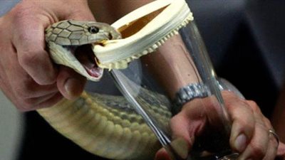  ثعبان يحقق رقماً قياسياً بـ 