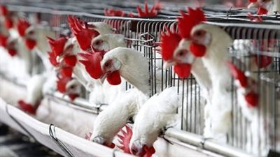 بـ 81 جنيهًا للكيلو .. أسعار الفراخ اليوم 6 أغسطس 2024 