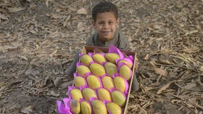 «منجاوى».. معرض صور ضمن فعاليات المهرجان الأول للمانجو في الأقصر 