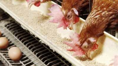 إجراءات حكومية ناجحة لتعزيز الاكتفاء الذاتي في صناعة الدواجن