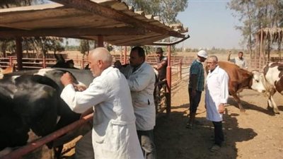 تحصن 120 ألف رأس ماشية ضد الحمى القلاعية والوادي المتصدع بالشرقية