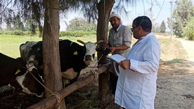 تحصين 200 ألف رأس ماشية ضد الحمي القلاعية بالبحيرة