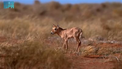 محمية الملك عبدالعزيز الملكية تشهد حالات ولادة لـ