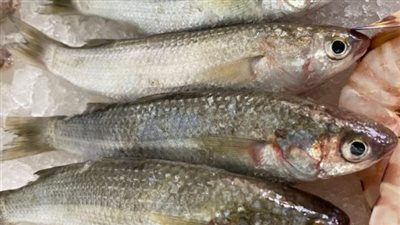 أسعار السمك اليوم بتعاملات الأربعاء في سوق العبور