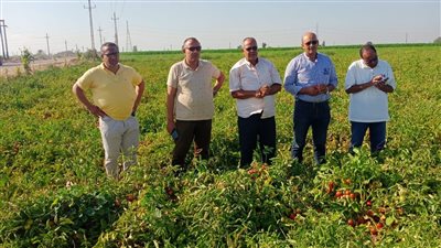 الزراعة: الحالة العامة للمحاصيل  بالنوبارية ممتازة