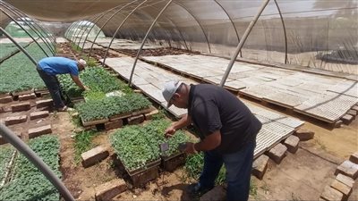  لجنة من الإدارة المركزية للبساتين وفحص التقاوي تتفقد مشاتل المنوفية