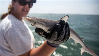 أسماك القرش تدمن الكوكايين في البرازيل