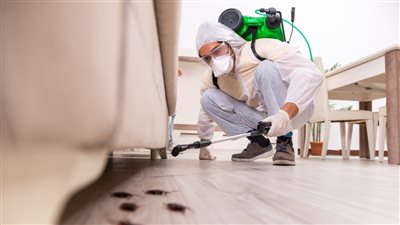 كيفية التخلص من الحشرات الصغيرة في المنزل