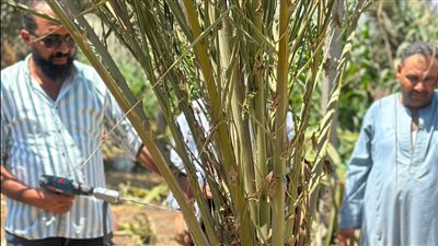 المركزي للنخيل ينظم ندوة إرشادية لطلاب الجامعات 